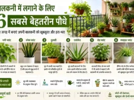 6 Best Plants for Balcony in India